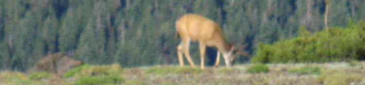 Banner: Observing Great Buck on Leavitt Peak, Stanislaus National Forest, Emigrant Wilderness